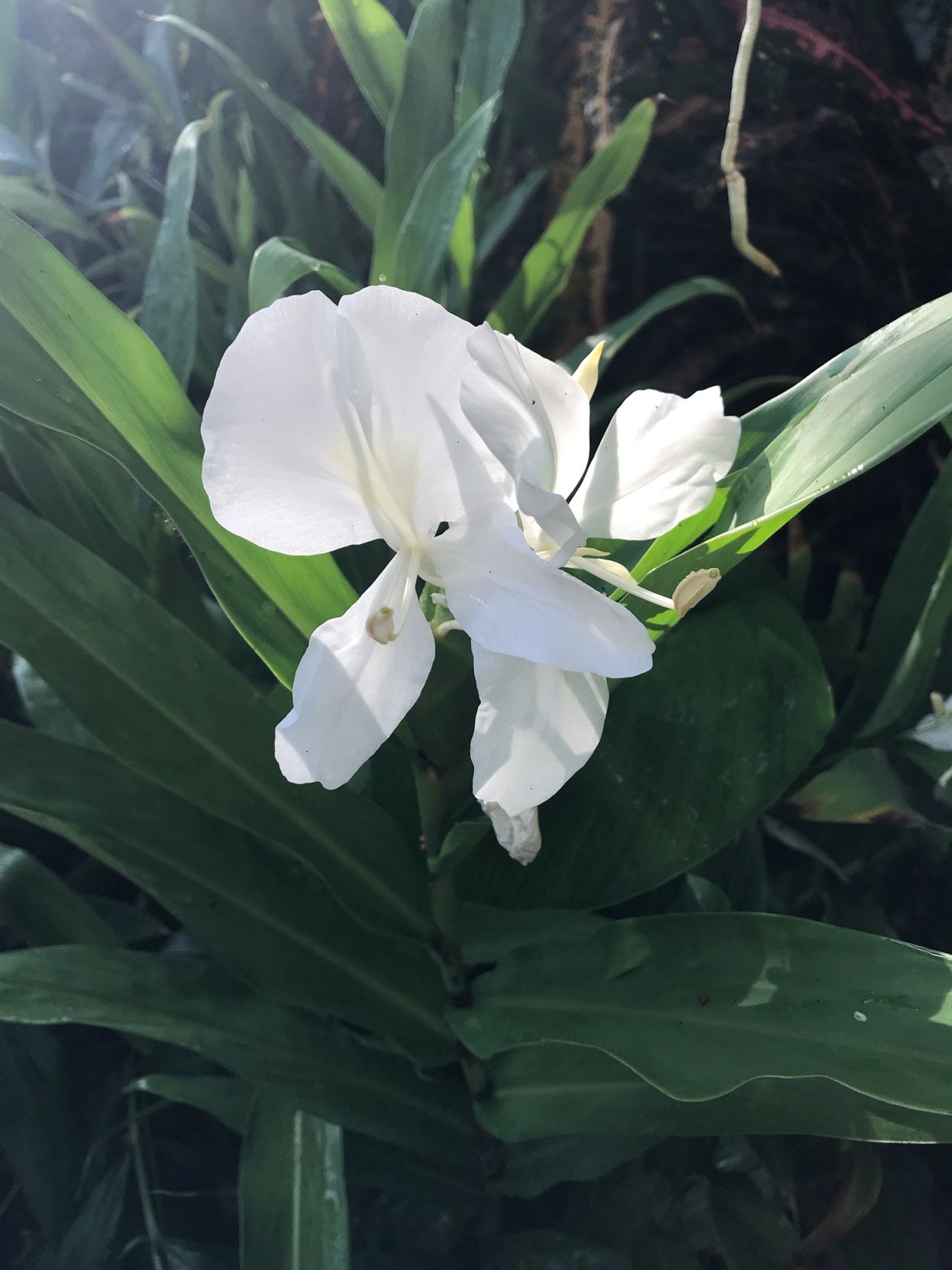 Butterfly/Mariposa Ginger flower